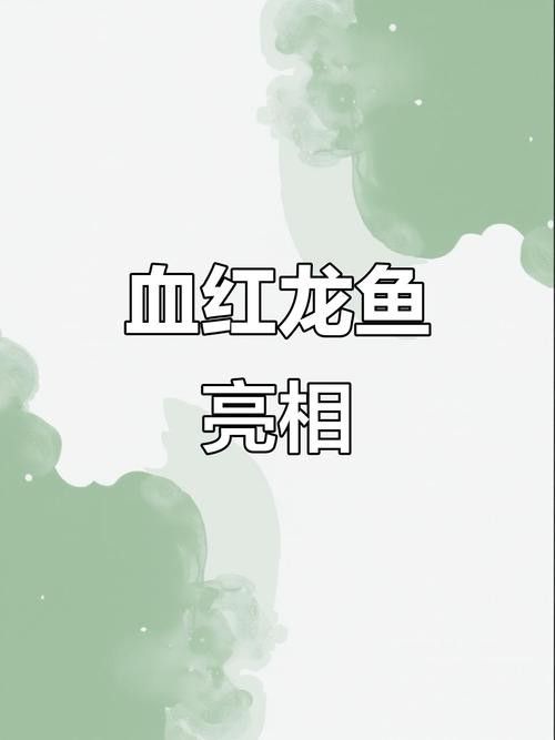 血紅龍魚大概多少錢一只圖片