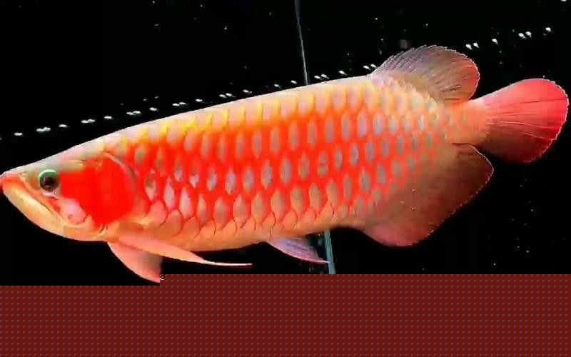 血紅龍魚大概多少錢一只圖片