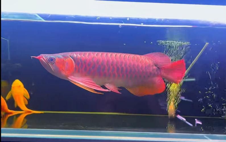 血紅龍魚大概多少錢一只圖片