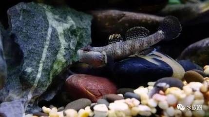 龍魚飼料魚,蝦虎魚哪個好吃點