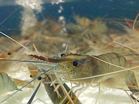 龍魚(yú)喂河蝦還是基圍蝦（喂食龍魚(yú)河蝦是基圍蝦還是基圍蝦營(yíng)養(yǎng)價(jià)值對(duì)比）