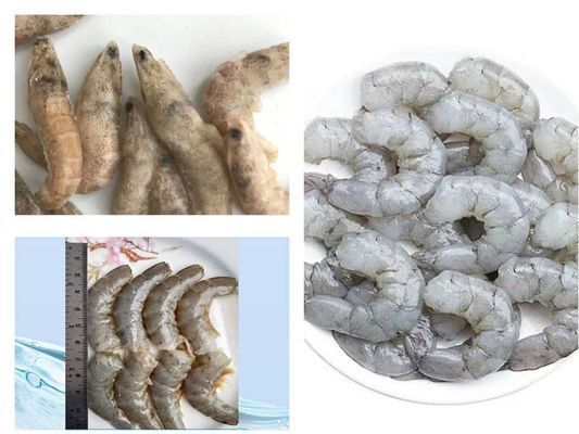 龍魚(yú)喂河蝦還是基圍蝦（喂食龍魚(yú)河蝦是基圍蝦還是基圍蝦營(yíng)養(yǎng)價(jià)值對(duì)比）