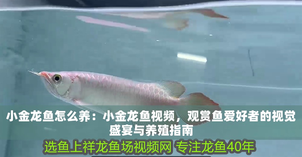 小金龍魚怎么養：小金龍魚視頻，觀賞魚愛好者的視覺盛宴與養殖指南