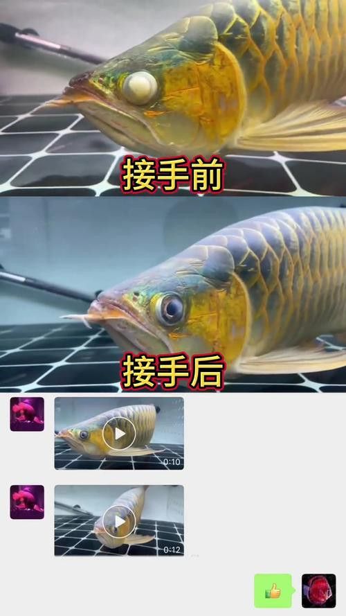 金龍魚眼睛有塊白膜