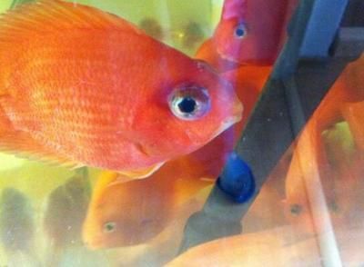 紅金龍魚(yú)眼睛有白霧是什么原因造成的：紅金龍魚(yú)眼睛出現(xiàn)白霧是什么原因造成的