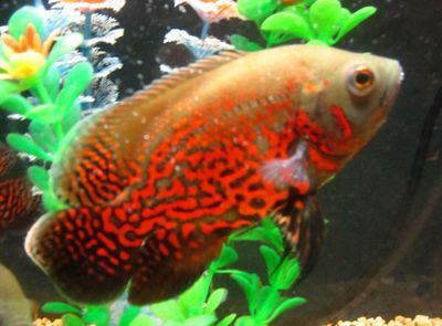 紅金龍魚(yú)眼睛有白霧是什么原因造成的：紅金龍魚(yú)眼睛出現(xiàn)白霧是什么原因造成的