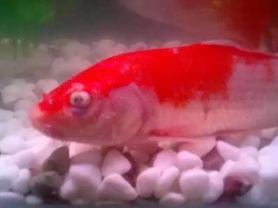 紅金龍魚(yú)眼睛有白霧是什么原因造成的：紅金龍魚(yú)眼睛出現(xiàn)白霧是什么原因造成的