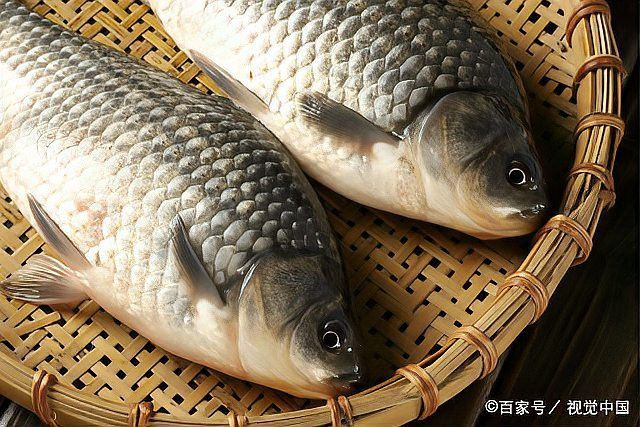 如何判斷龍魚爛尾感染的程度？