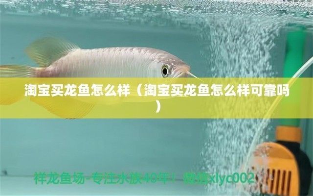 龍魚交易平臺怎么樣可靠嗎，水族論壇龍魚交易平臺信譽評價查詢龍魚運輸安全注意事項