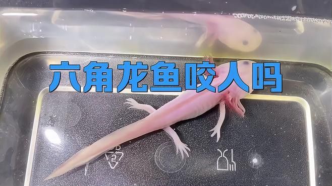 如何預(yù)防六角恐龍魚再次被咬傷？