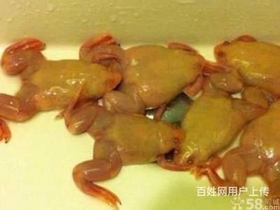 龍魚多大可以吃金蛙，龍魚多大可以吃金蛙的信息：龍魚多大可以吃金蛙呢？