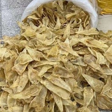 黃金龍魚價格百度百科