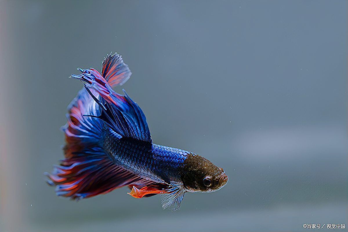 賽級(jí)魚(yú)最忌三個(gè)東西