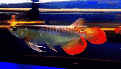 哪里可以找到高清的紅龍魚動態壁紙？