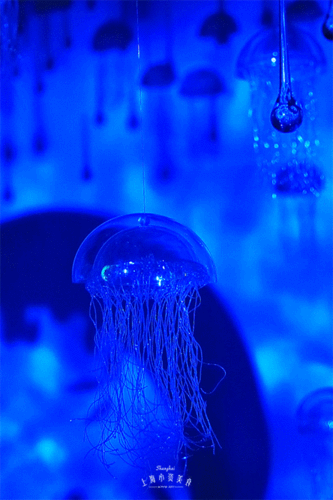 哪里可以找到高清的紅龍魚動態壁紙？