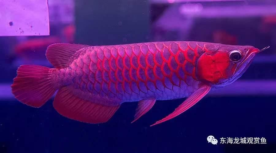 紅龍魚鰭發黑怎么辦（紅龍魚鰭發黑是什么原因導致紅龍魚鰭發黑是什么原因）