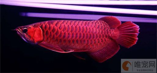 紅龍魚鰭發黑怎么辦（紅龍魚鰭發黑是什么原因導致紅龍魚鰭發黑是什么原因）