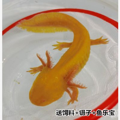 六角恐龍魚咬人疼不疼：六角恐龍魚吃什么