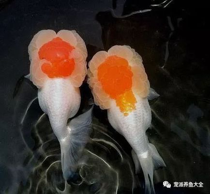 金龍魚的品種圖解大全：金龍魚品種圖解