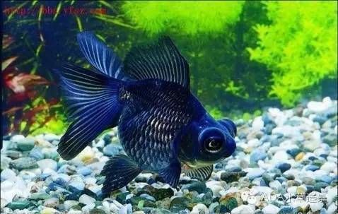 金龍魚的品種圖解大全：金龍魚品種圖解