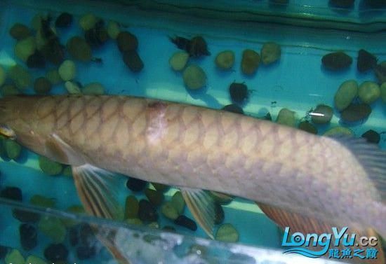 龍魚疾病大全視頻講解：關于龍魚疾病大全視頻講解