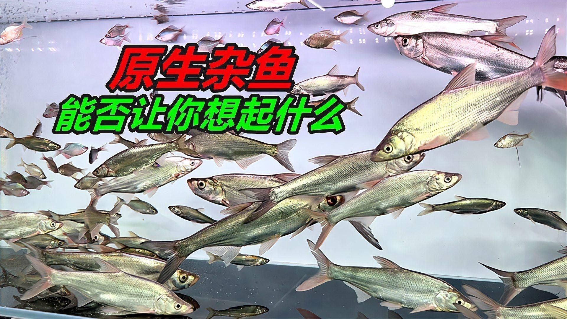 補新魚時需要注意哪些事項？