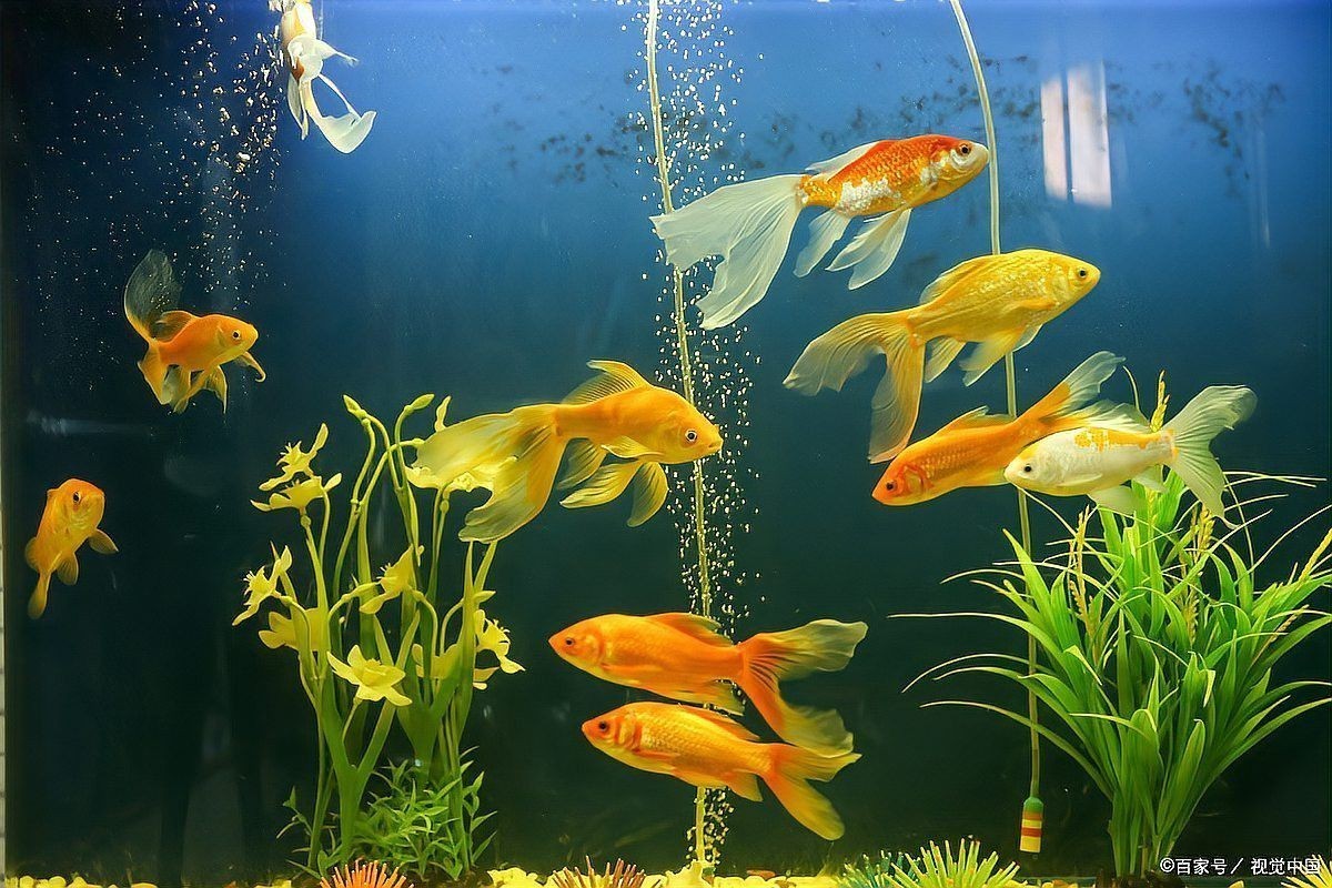 補新魚時需要注意哪些事項？
