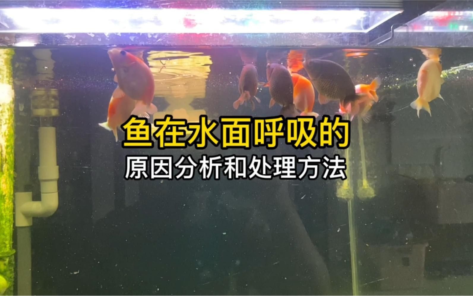 哪些因素會(huì)影響魚類的呼吸