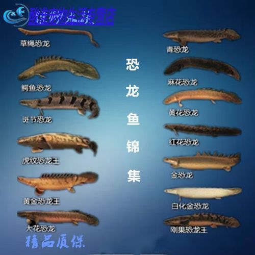 虎紋恐龍魚圖片欣賞大全