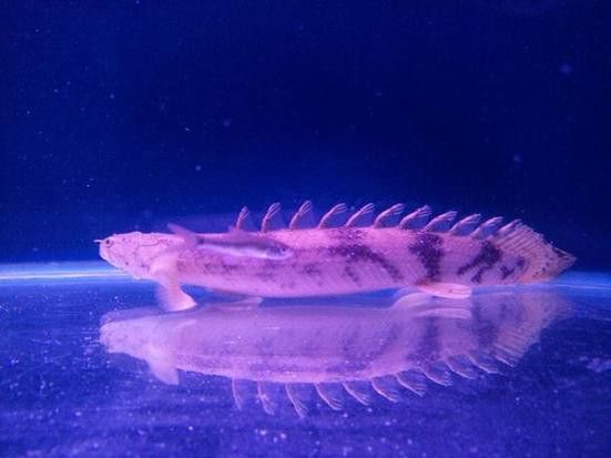 虎紋恐龍魚圖片欣賞大全