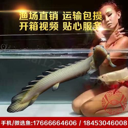 虎紋恐龍魚圖片欣賞大全