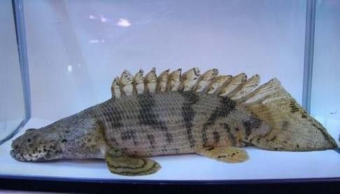 虎紋恐龍魚圖片欣賞大全