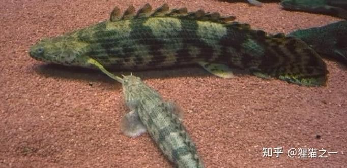 虎紋恐龍魚圖片欣賞大全