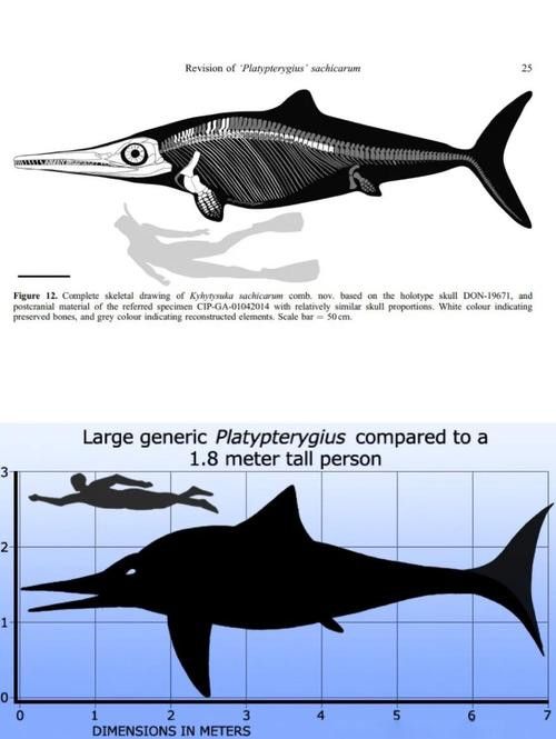 虎紋恐龍魚圖片欣賞大全