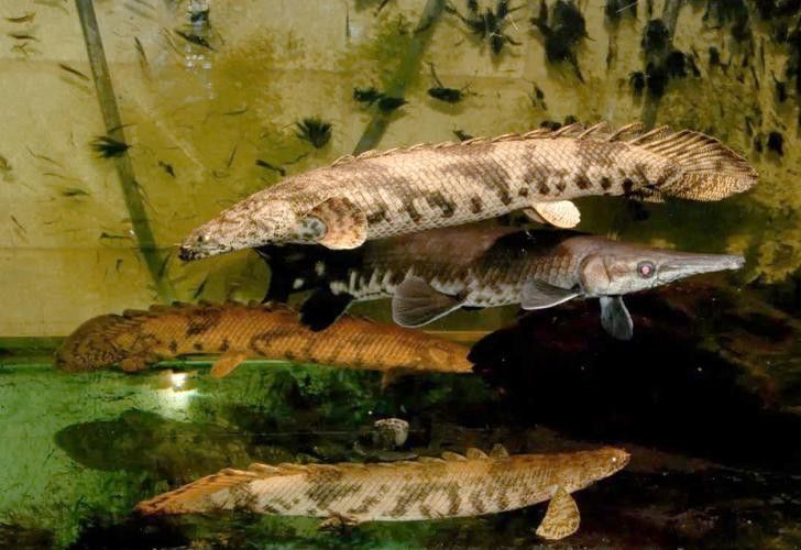 虎紋恐龍魚圖片欣賞大全