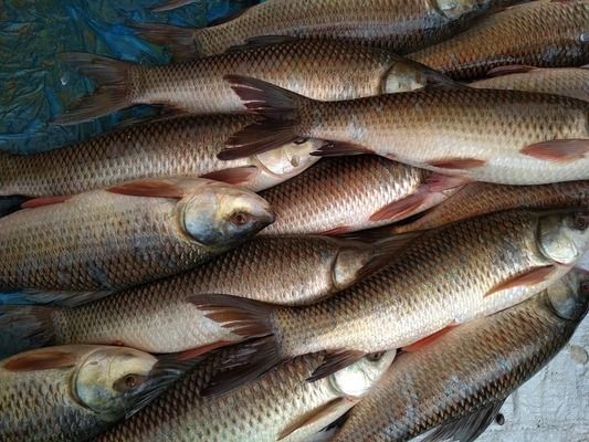 鞍山龍魚魚廠地址：遼寧鞍山龍魚魚廠地址