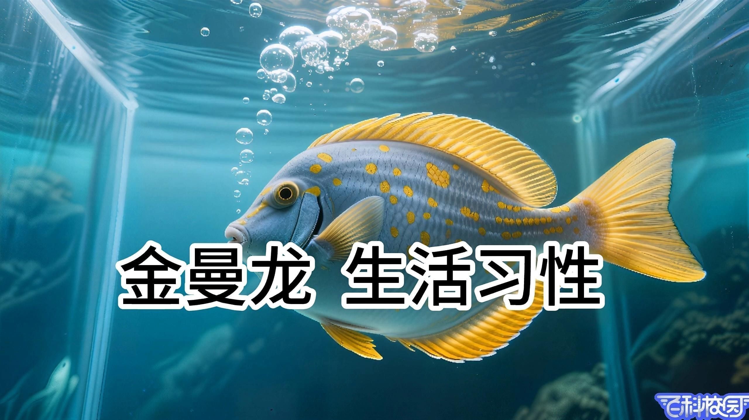 曼龍魚的最佳飼養環境是什么？
