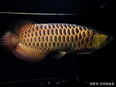 李亞四金龍魚馬蹄印：李亞四金龍魚中的馬蹄印