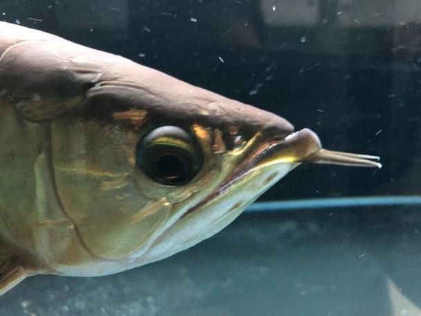 金龍魚掉眼什么意思啊圖片