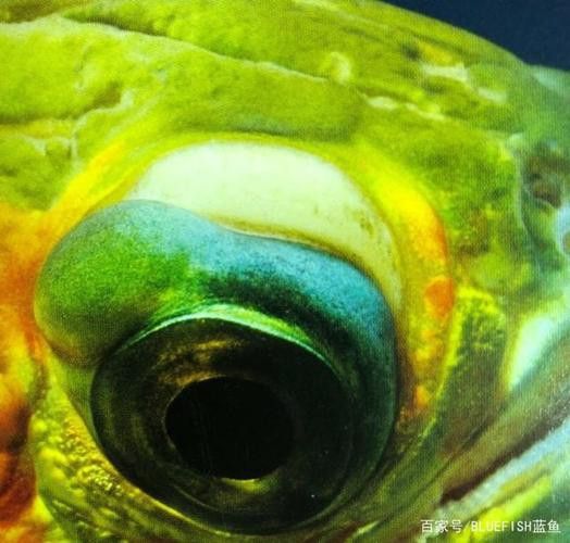 金龍魚掉眼什么意思啊圖片