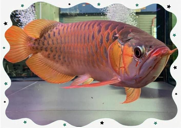 金龍魚掉眼什么意思啊圖片