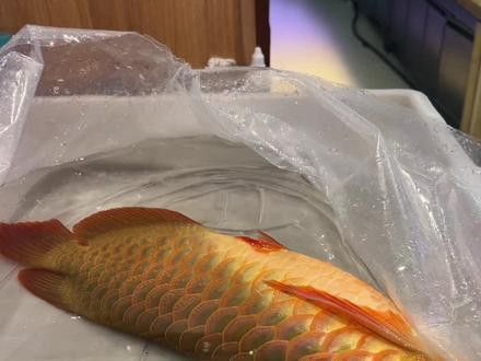 金龍魚掉眼什么意思啊圖片