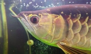 龍魚多久喂一次食：龍魚的喂食頻率主要取決于其生長階段、年齡、健康狀況以及所處的水質環境 龍魚多久喂一次食：龍魚的喂食頻率主要取決于其生長階段、年齡、健康狀況以及所處的水質環境 龍魚百科 第3張