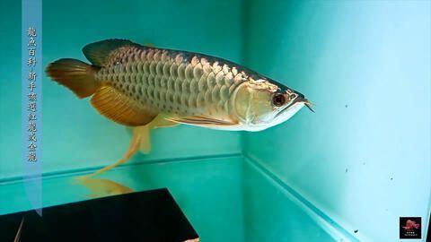 龍魚多久喂一次食：龍魚的喂食頻率主要取決于其生長階段、年齡、健康狀況以及所處的水質環境 龍魚多久喂一次食：龍魚的喂食頻率主要取決于其生長階段、年齡、健康狀況以及所處的水質環境 龍魚百科 第1張
