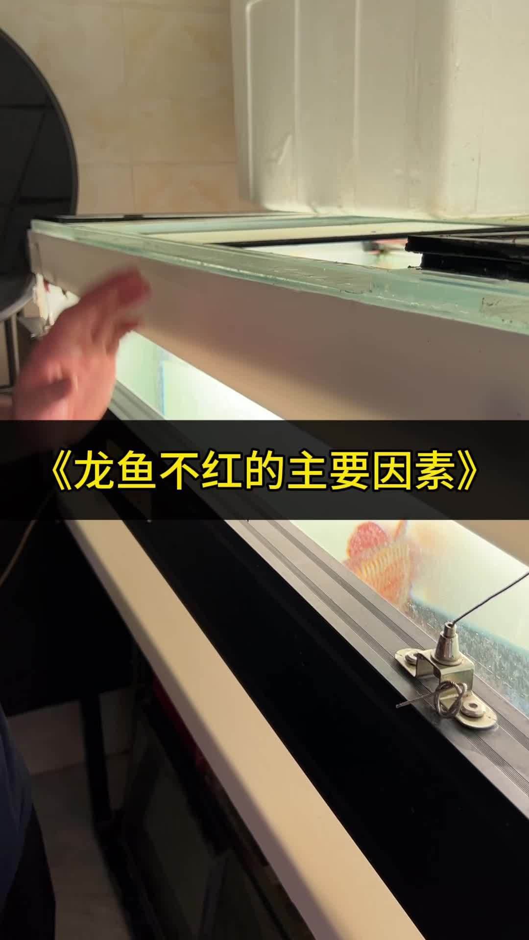有哪些食物可以促進紅龍魚發色？