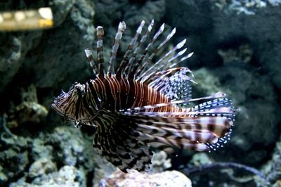 紅龍魚喂食視頻大全圖解（紅龍魚喂食視頻大全圖解教程）
