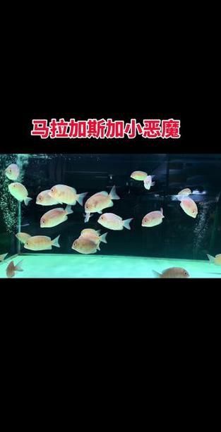 馬拉莫寶石圖片
