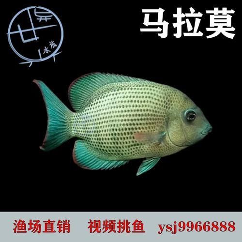 馬拉莫寶石圖片