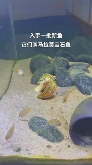 馬拉莫寶石圖片
