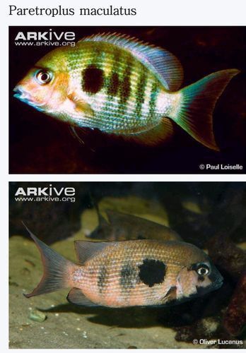 馬拉莫寶石圖片